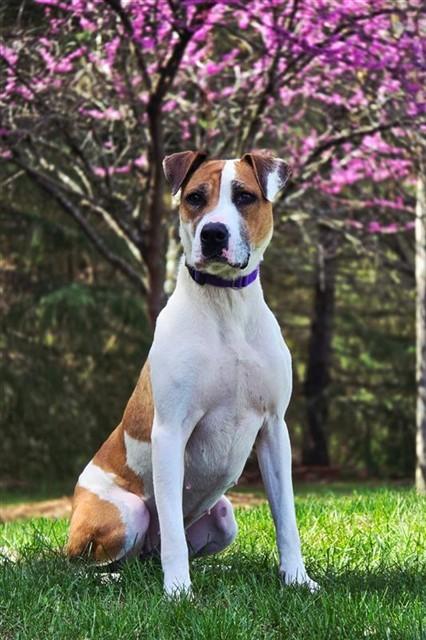 Enlarge IVY, a Adoptable mixed breed in Statesville, NC image 1/1