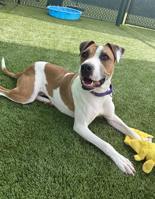 IVY, Adoptable, Adult Female Pit Bull Terrier & Mixed Breed.