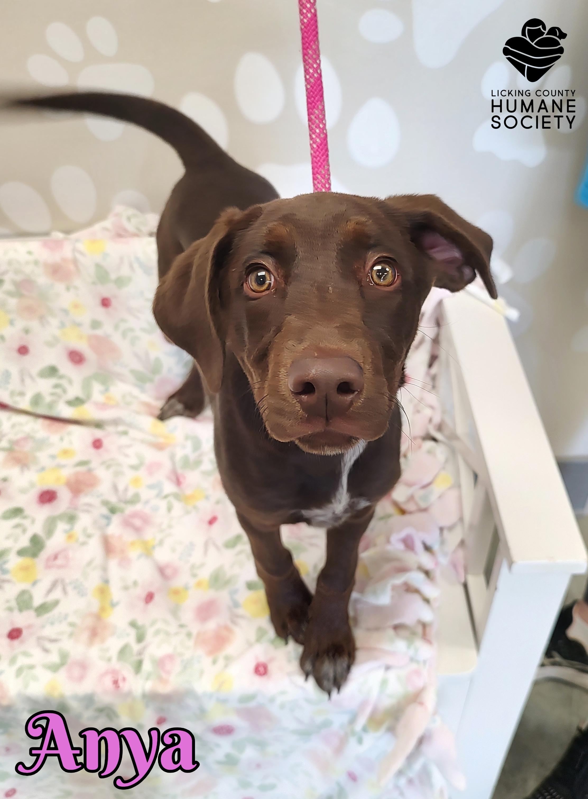 Anya, ADOPTABLE, Puppy Female Doberman Pinscher.