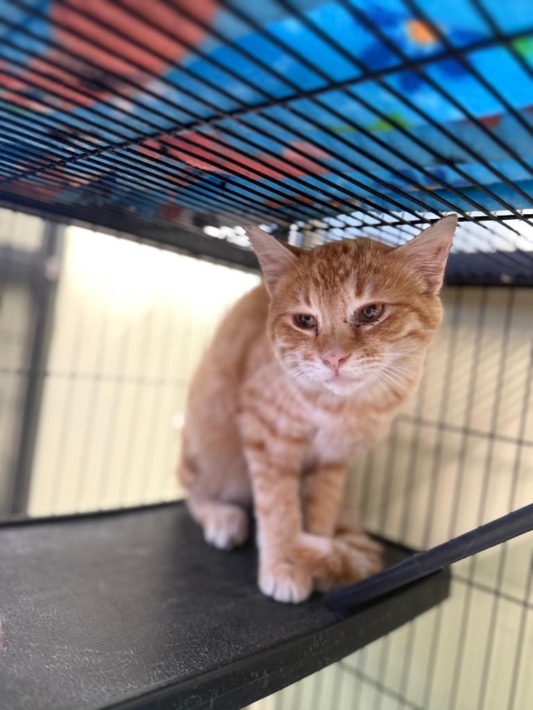 Martian Manhunter, Adoptable, Kitten Male Domestic Short Hair.