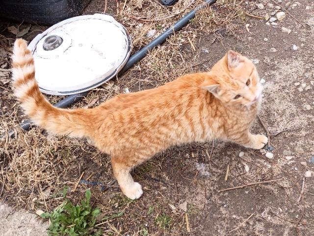 Enlarge Martian Manhunter, a Adoptable mixed breed in Auburn, IN image 2/4