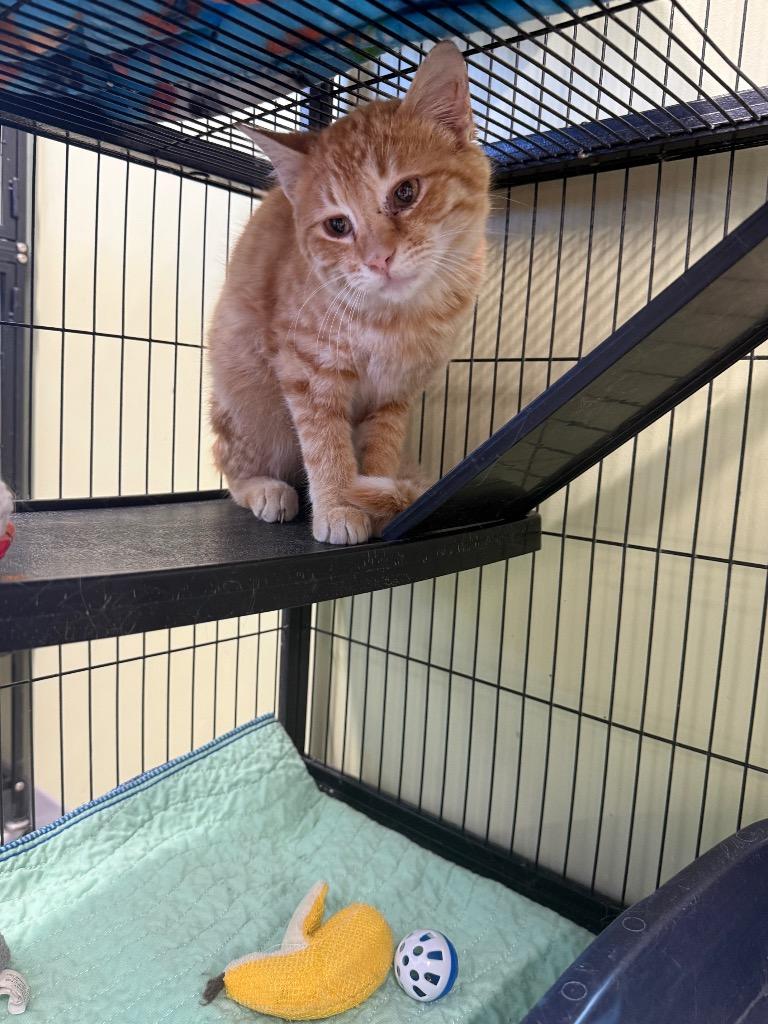 Enlarge Martian Manhunter, a Adoptable mixed breed in Auburn, IN image 3/4