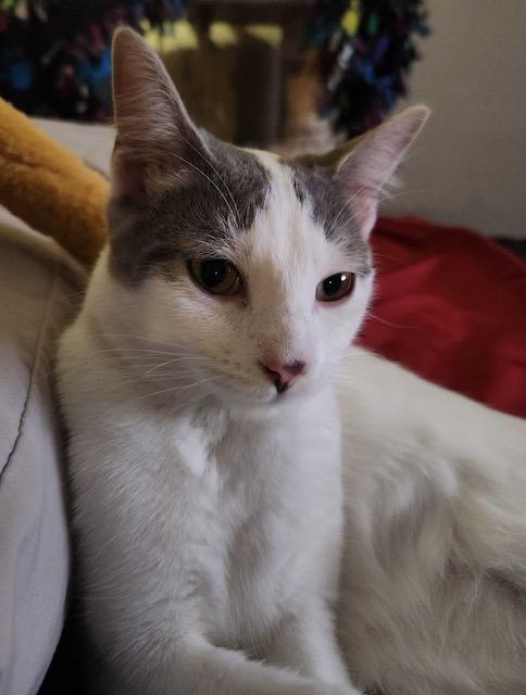 Enlarge Kara, a Adoptable Domestic Short Hair in Great Falls, MT image 1/1