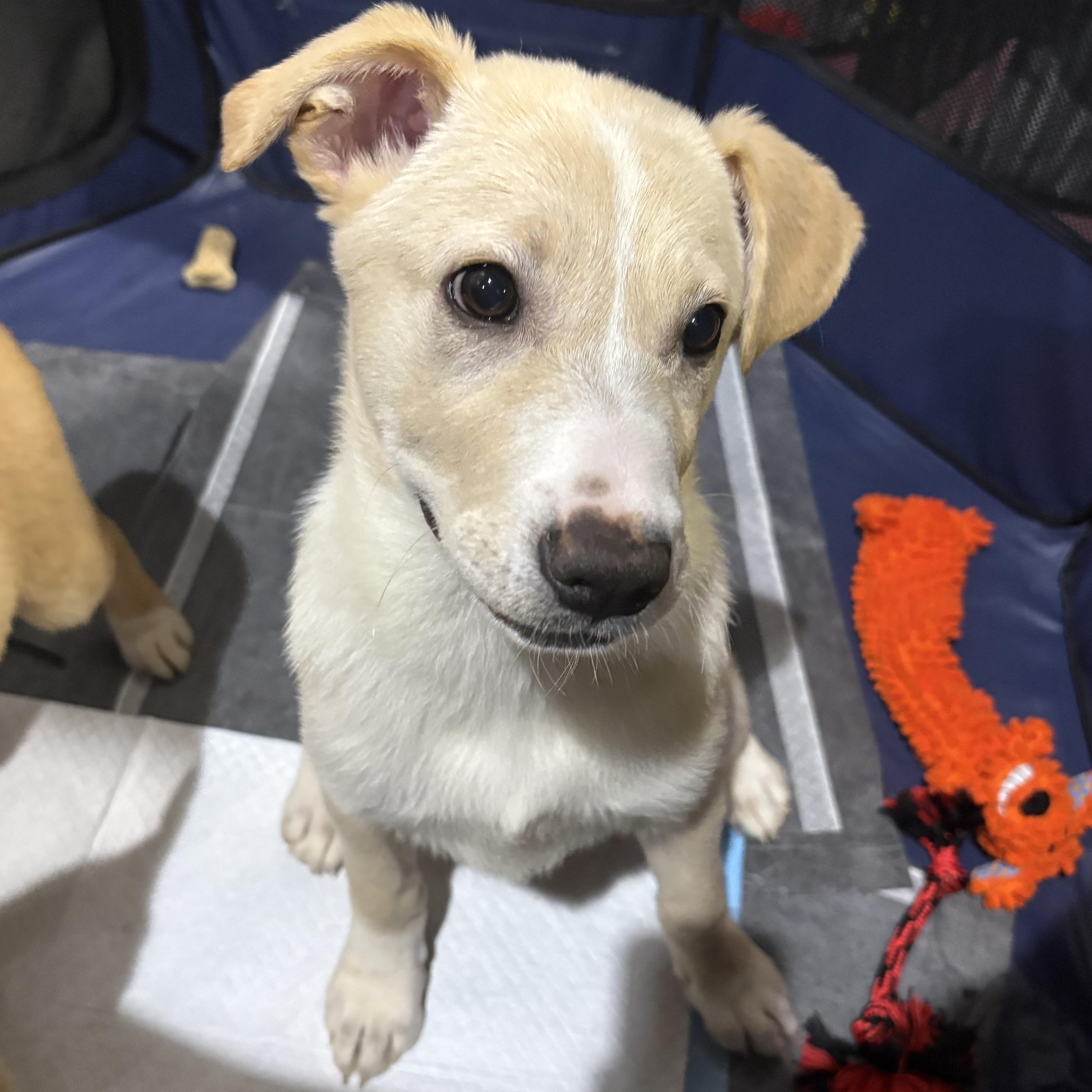 Daphne — thumbnail 3