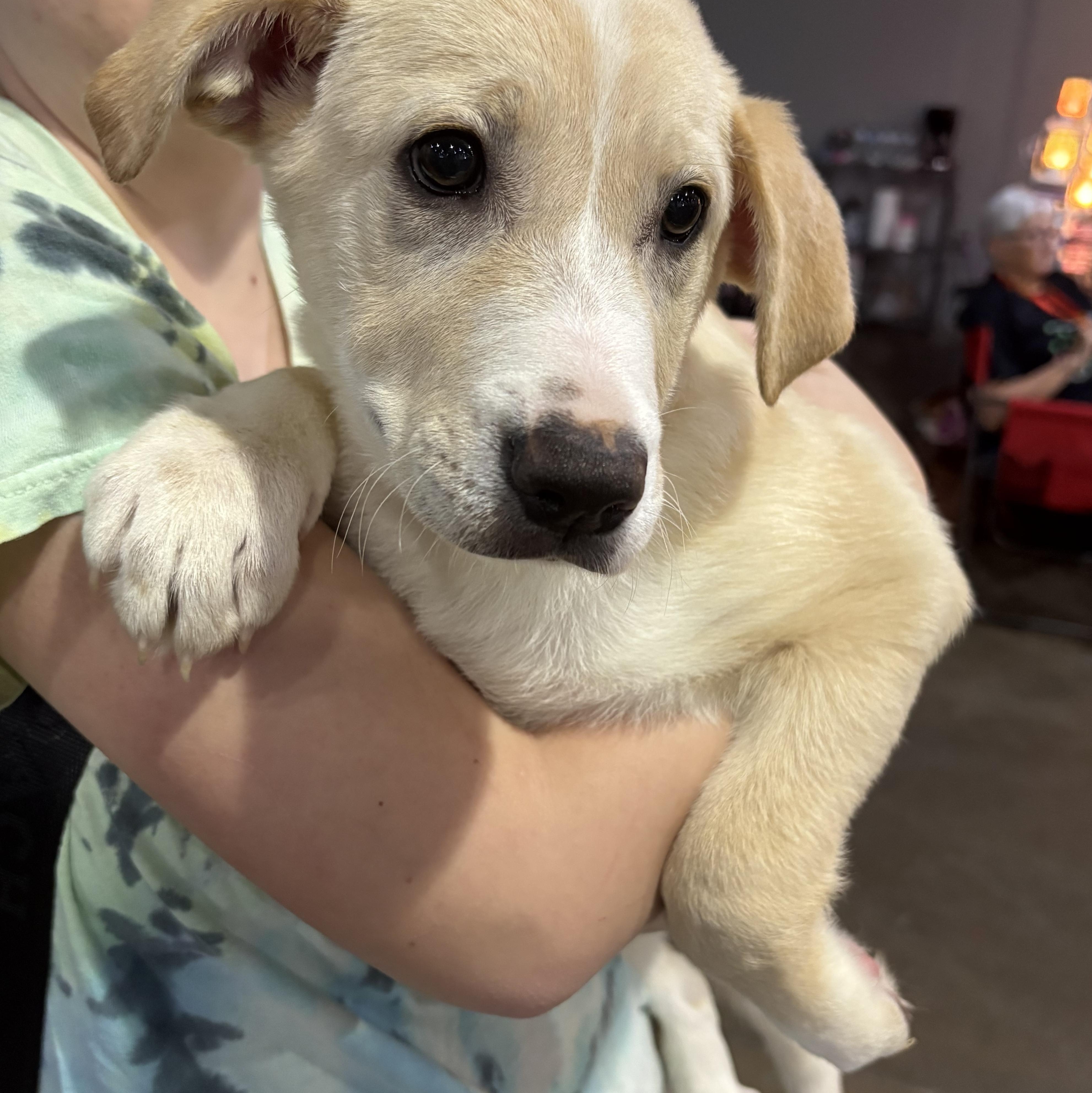 Daphne — thumbnail 4