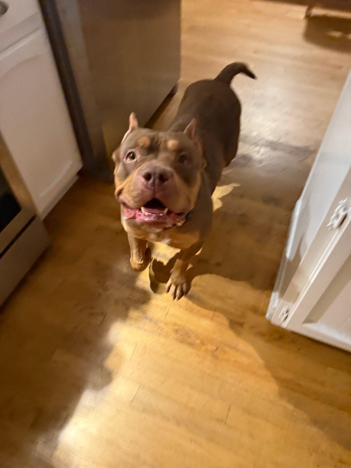 Mariah (aka Ruby), Adoptable, Adult Female Pit Bull Terrier.