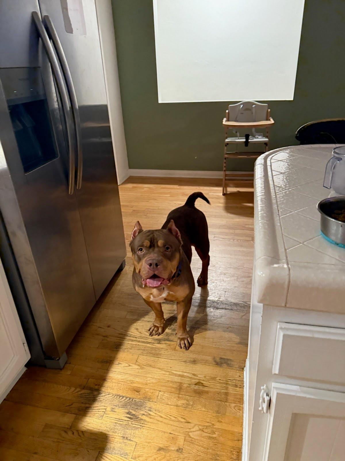 Mariah (aka Ruby), a Adoptable Pit Bull Terrier in San Diego, CA image 2/4