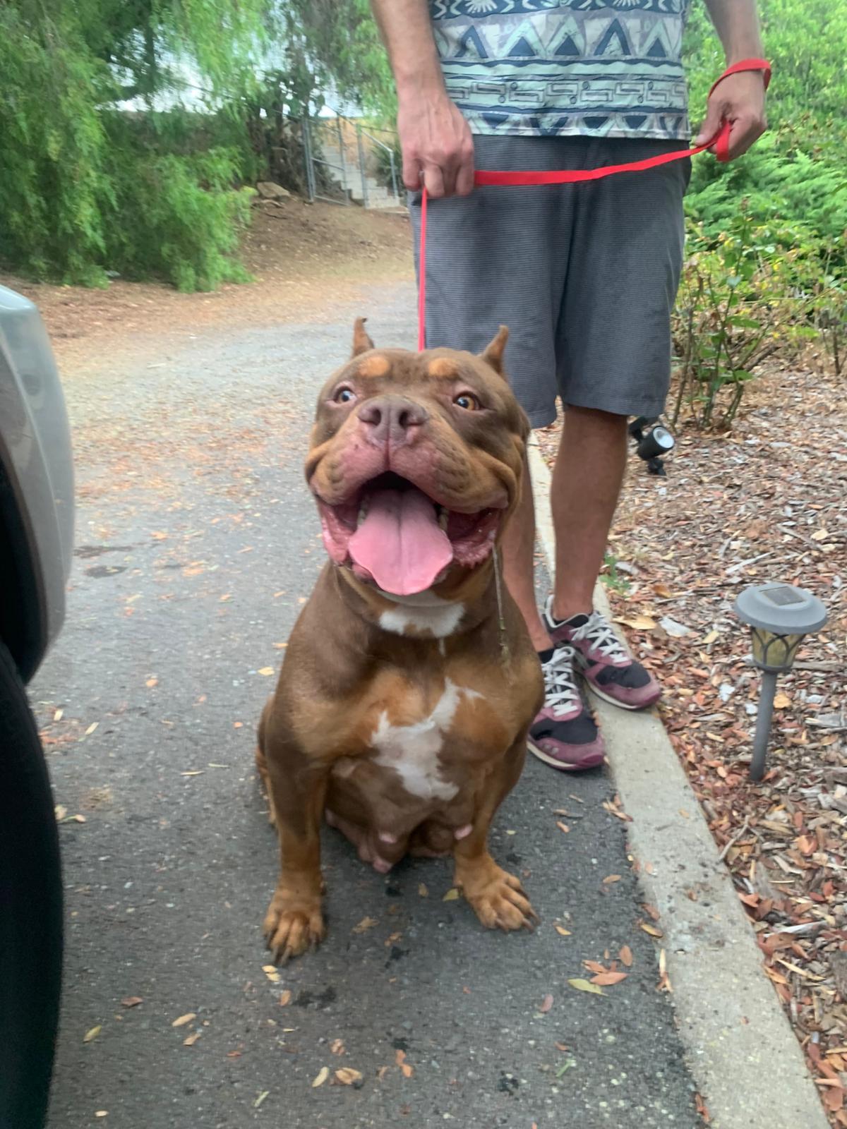 Mariah (aka Ruby), a Adoptable Pit Bull Terrier in San Diego, CA image 3/4