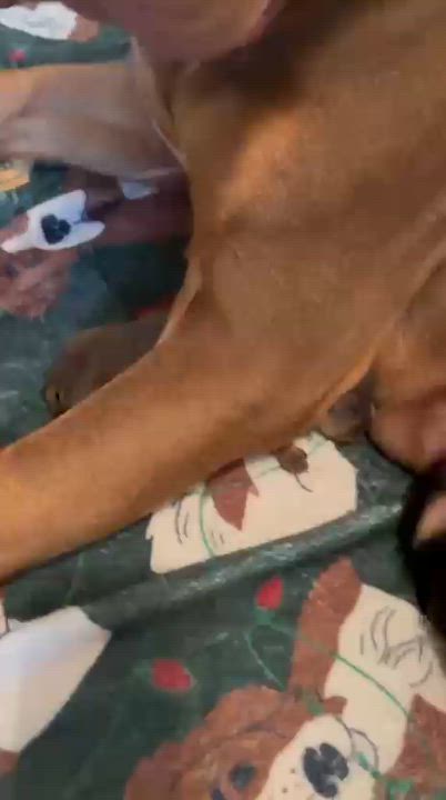 Enlarge Mariah (aka Ruby), a Adoptable Pit Bull Terrier in San Diego, CA video 4/4