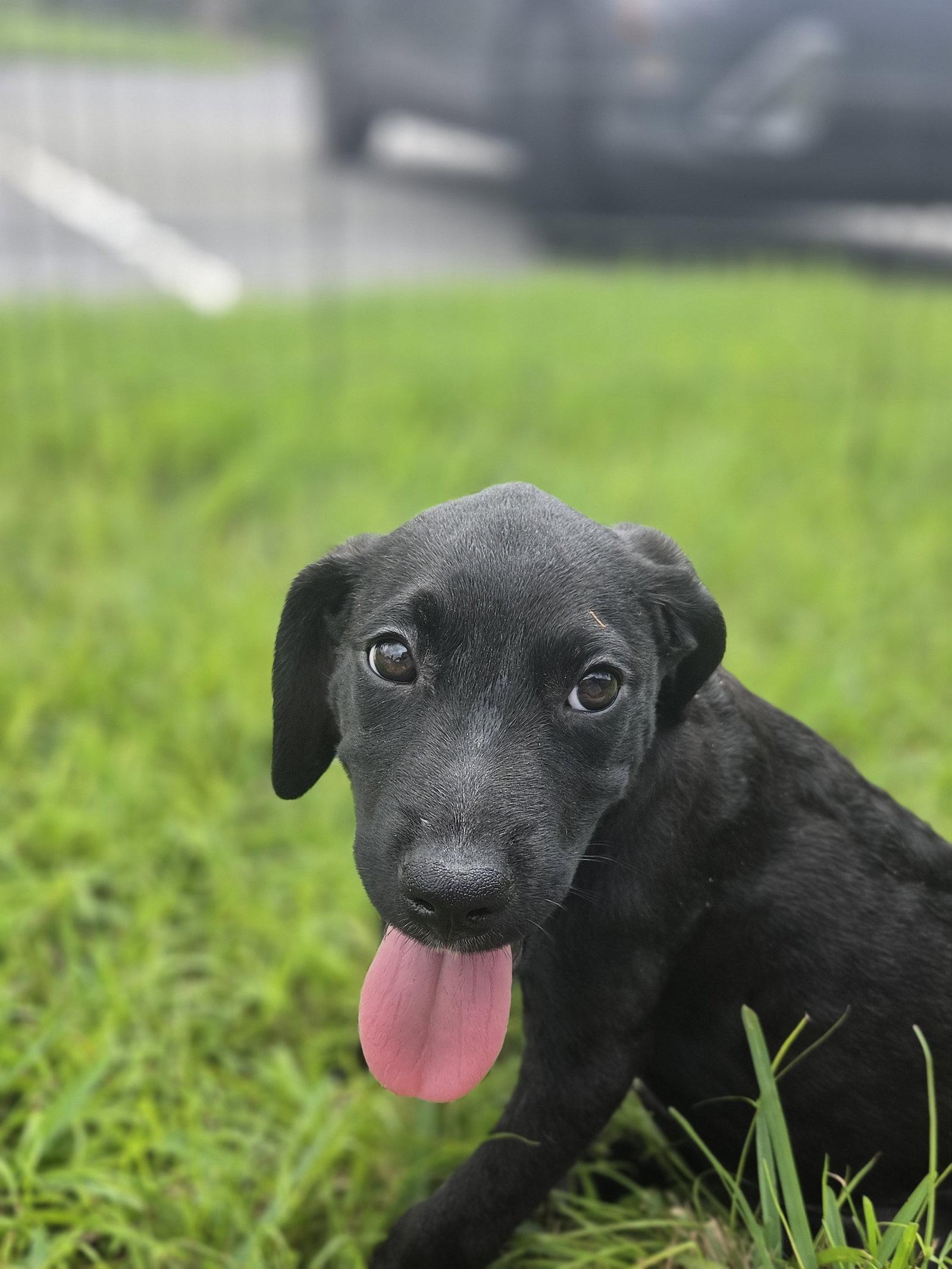Casper, Adoptable, Puppy Male Labrador Retriever & Australian Shepherd.