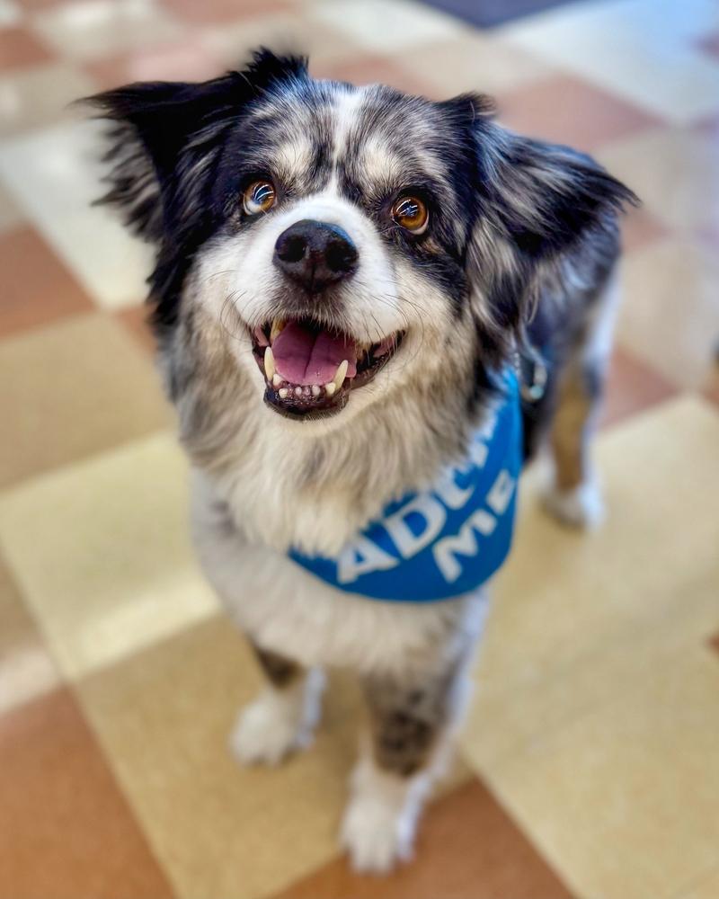 Scooter, Adoptable, Senior Male Australian Shepherd.