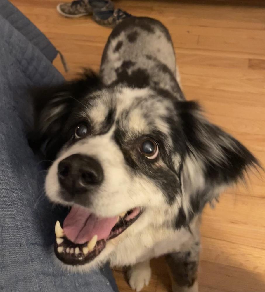 Enlarge Scooter, a Adoptable Australian Shepherd in Troy, IL image 2/5