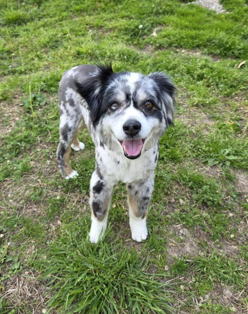 Enlarge Scooter, a Adoptable Australian Shepherd in Troy, IL image 3/5