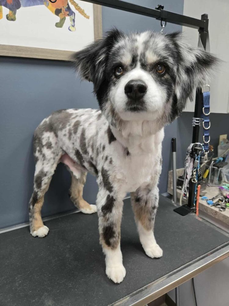 Enlarge Scooter, a Adoptable Australian Shepherd in Troy, IL image 4/5