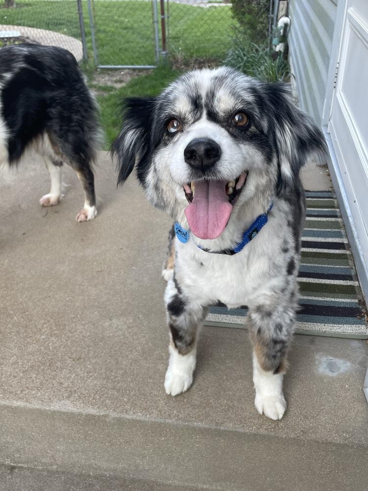 Enlarge Scooter, a Adoptable Australian Shepherd in Troy, IL image 5/5