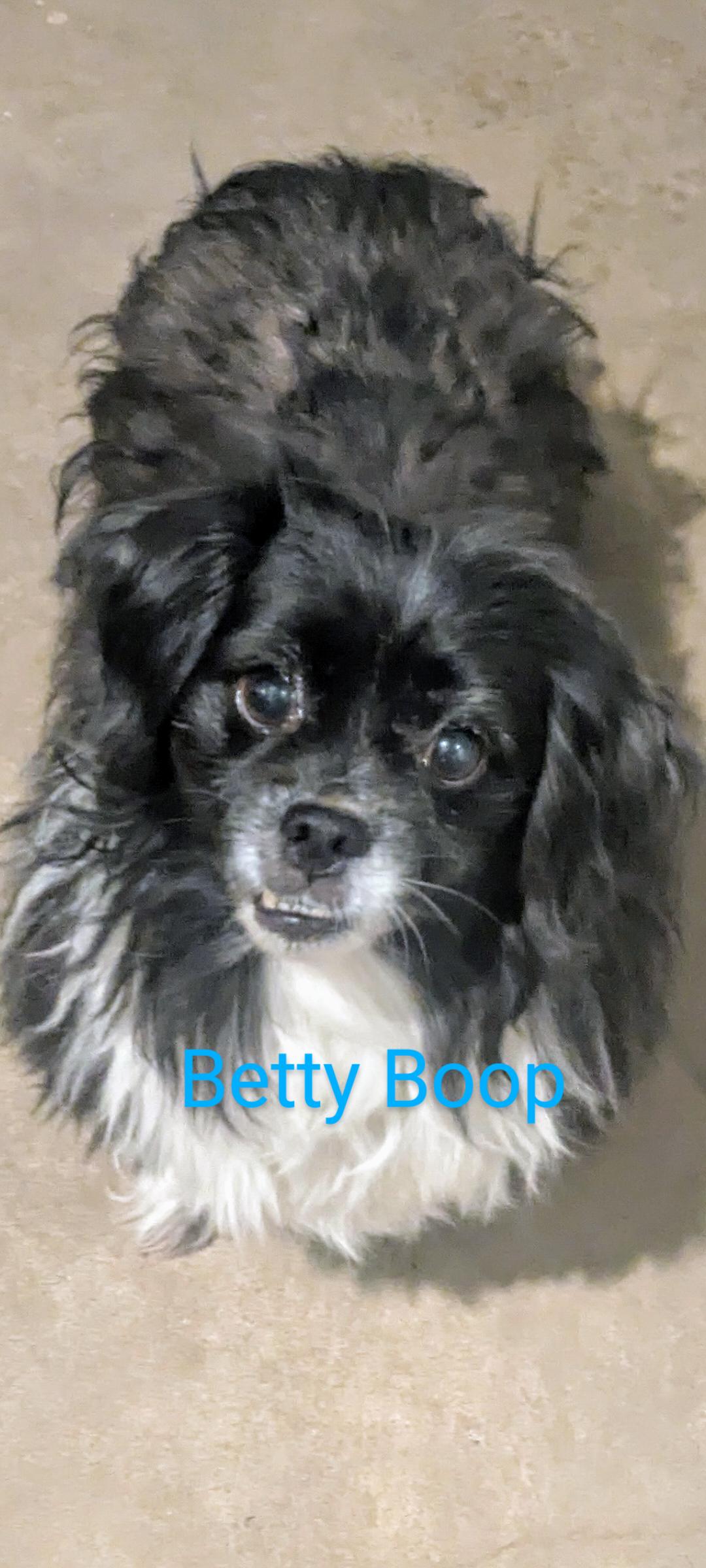 Betty Boop, an adoptable Pekingese, Shih Tzu in Denver, CO, 80216 | Photo Image 1