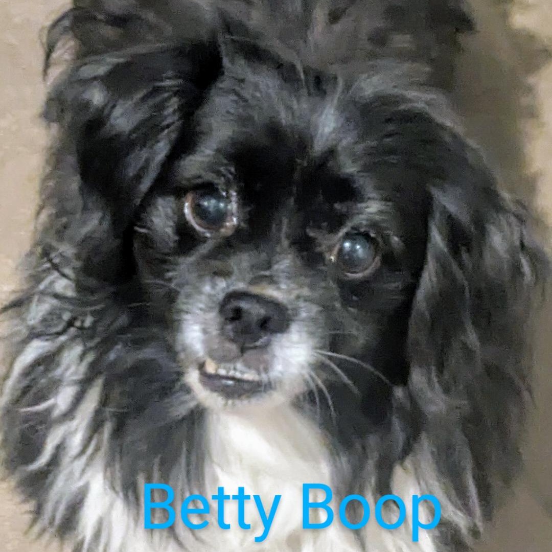 Betty Boop, a Adoptable mixed breed in Denver, CO image 2/2