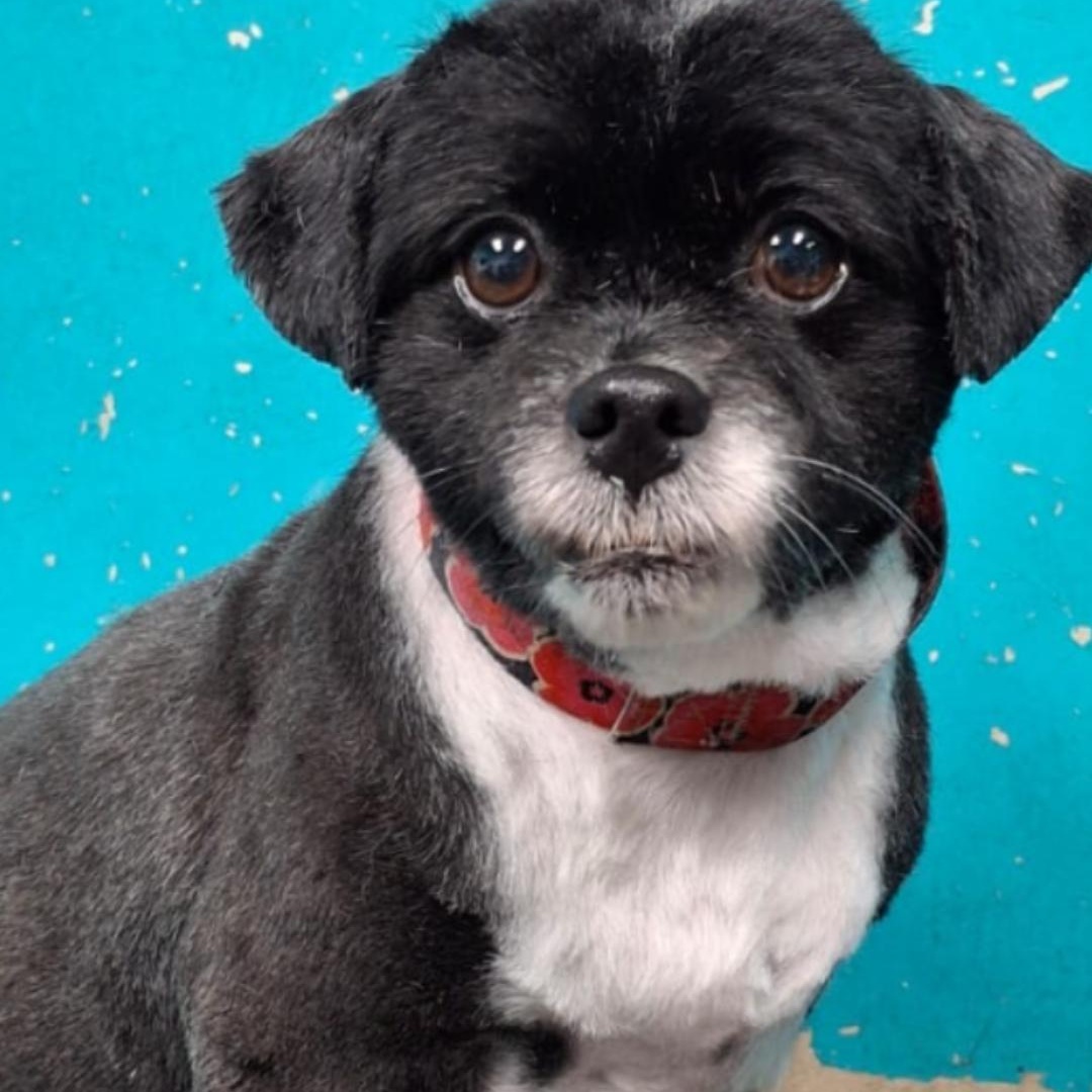 Betty Boop, an adoptable Pekingese, Shih Tzu in Denver, CO, 80216 | Photo Image 1