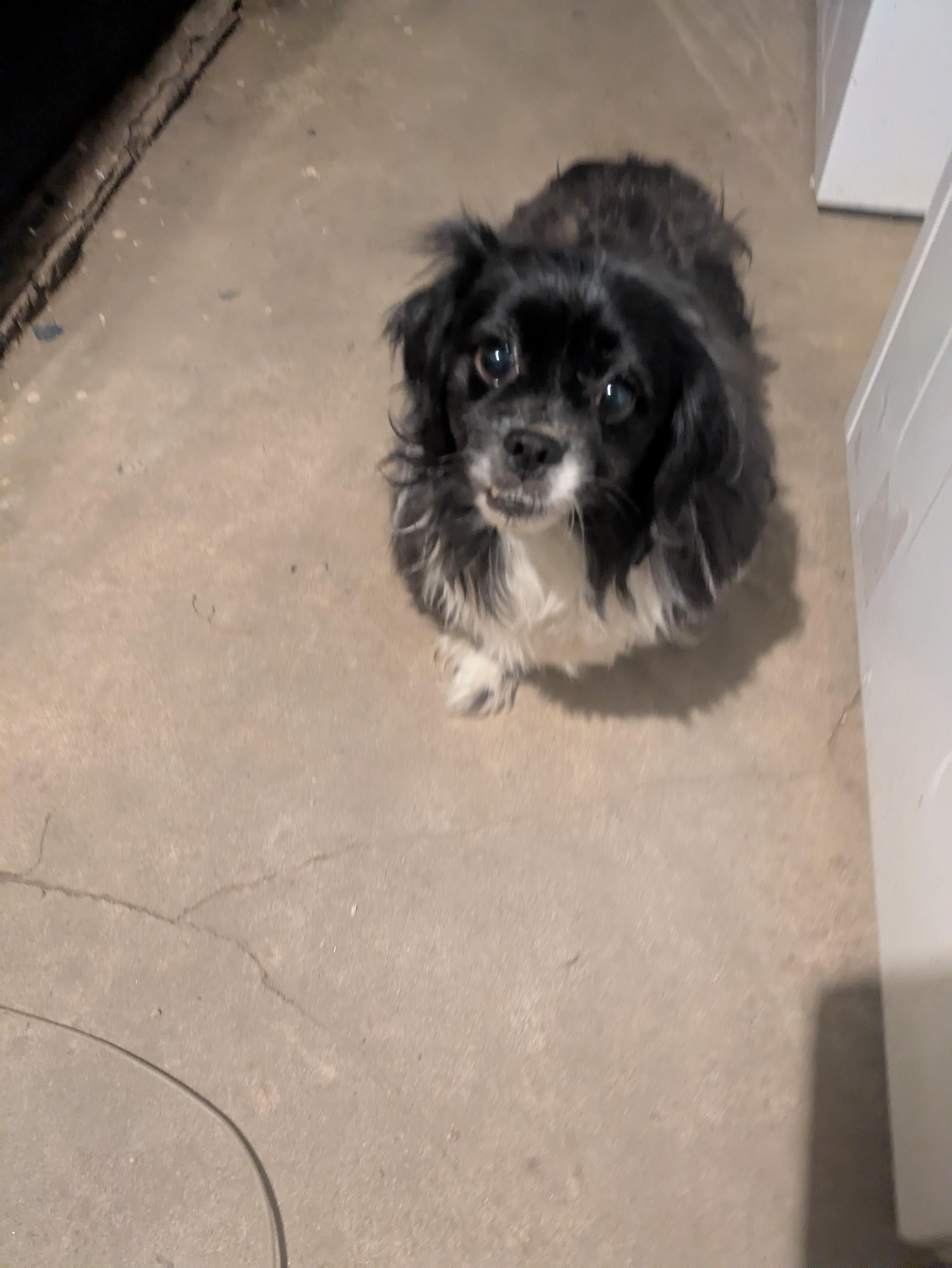 Betty Boop, an adoptable Pekingese, Shih Tzu in Denver, CO, 80216 | Photo Image 2