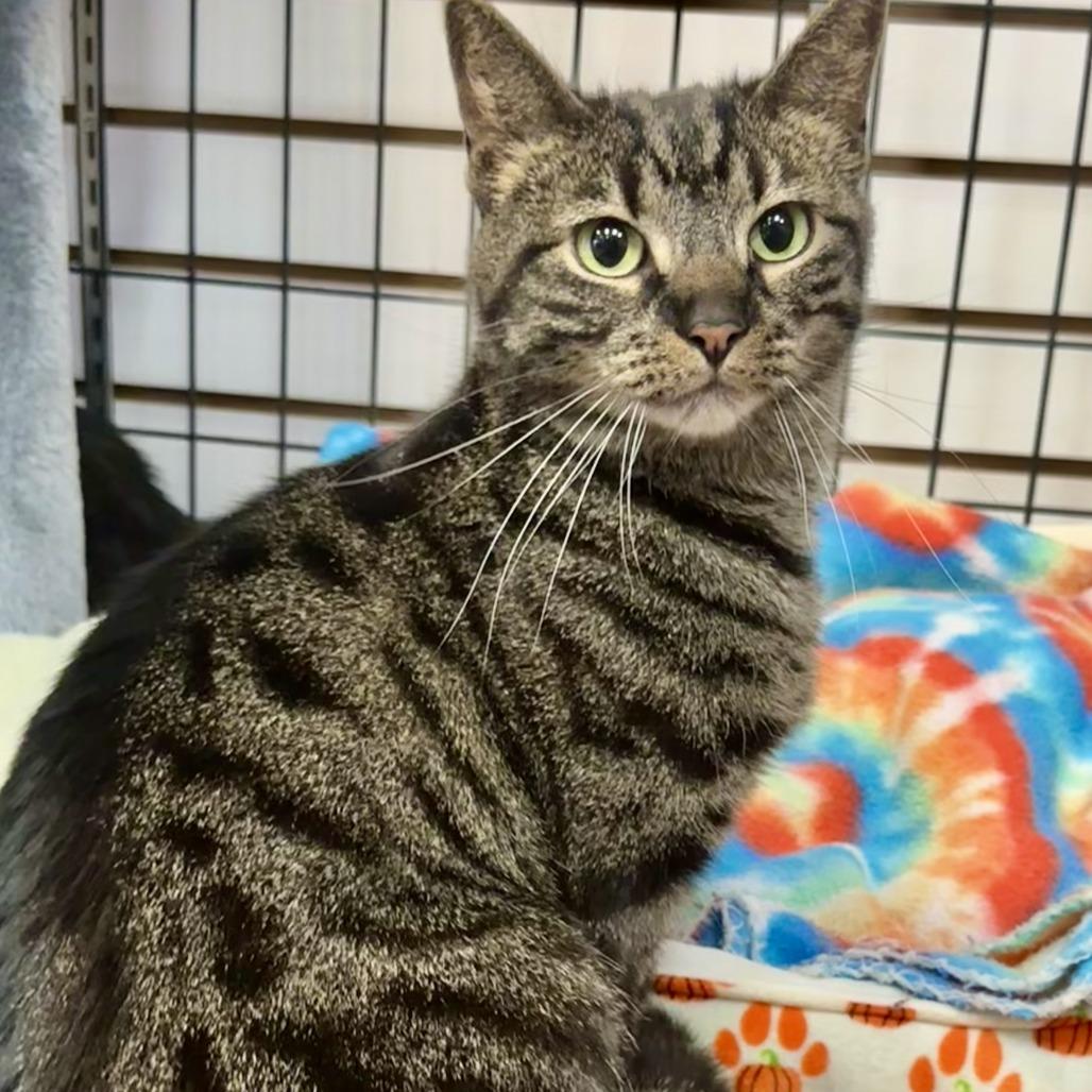 Emma, Adoptable, Adult Female Domestic Short Hair.