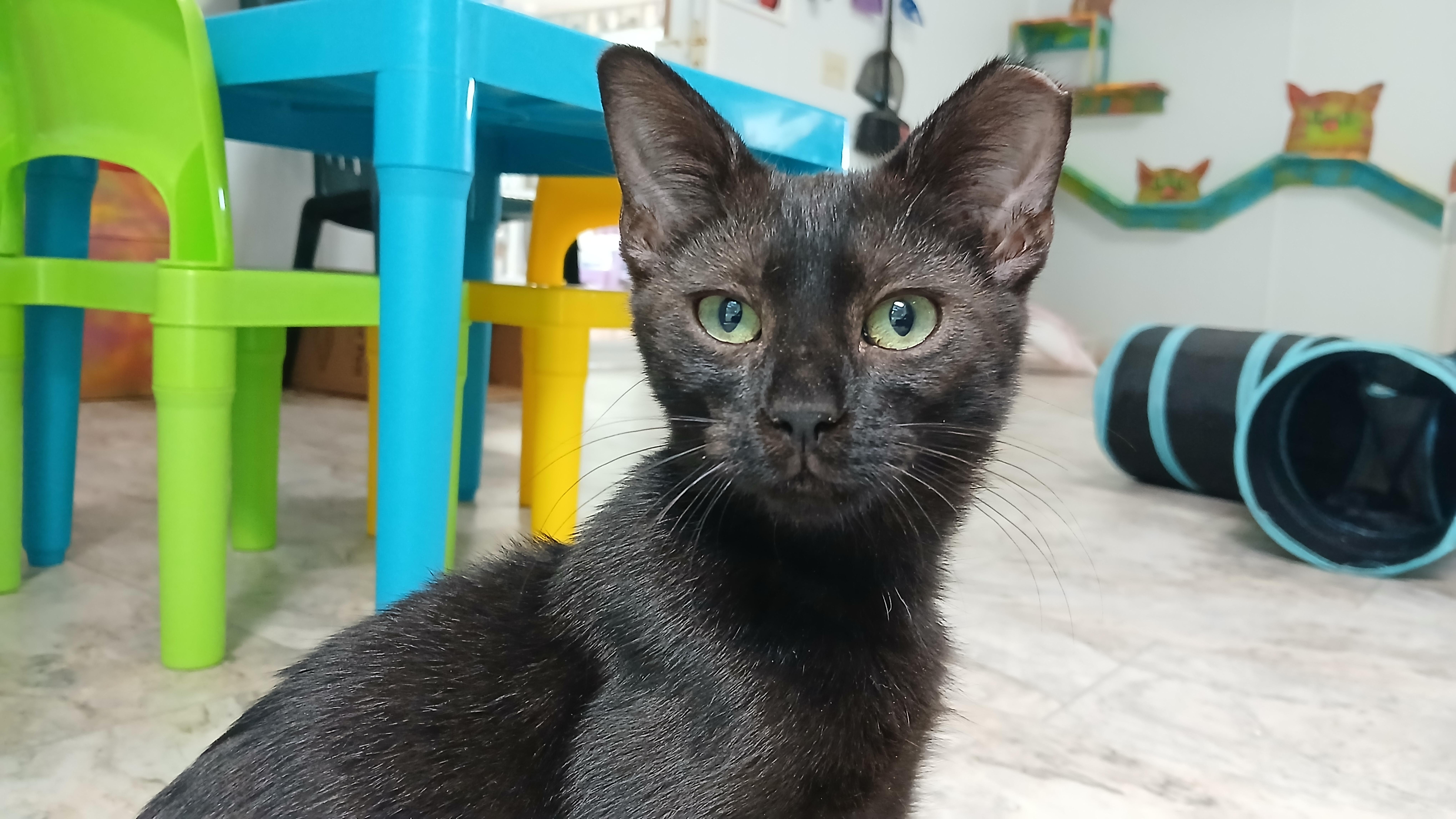 Enlarge Osiris, a Adoptable Domestic Short Hair in Cullowhee, NC image 5/6