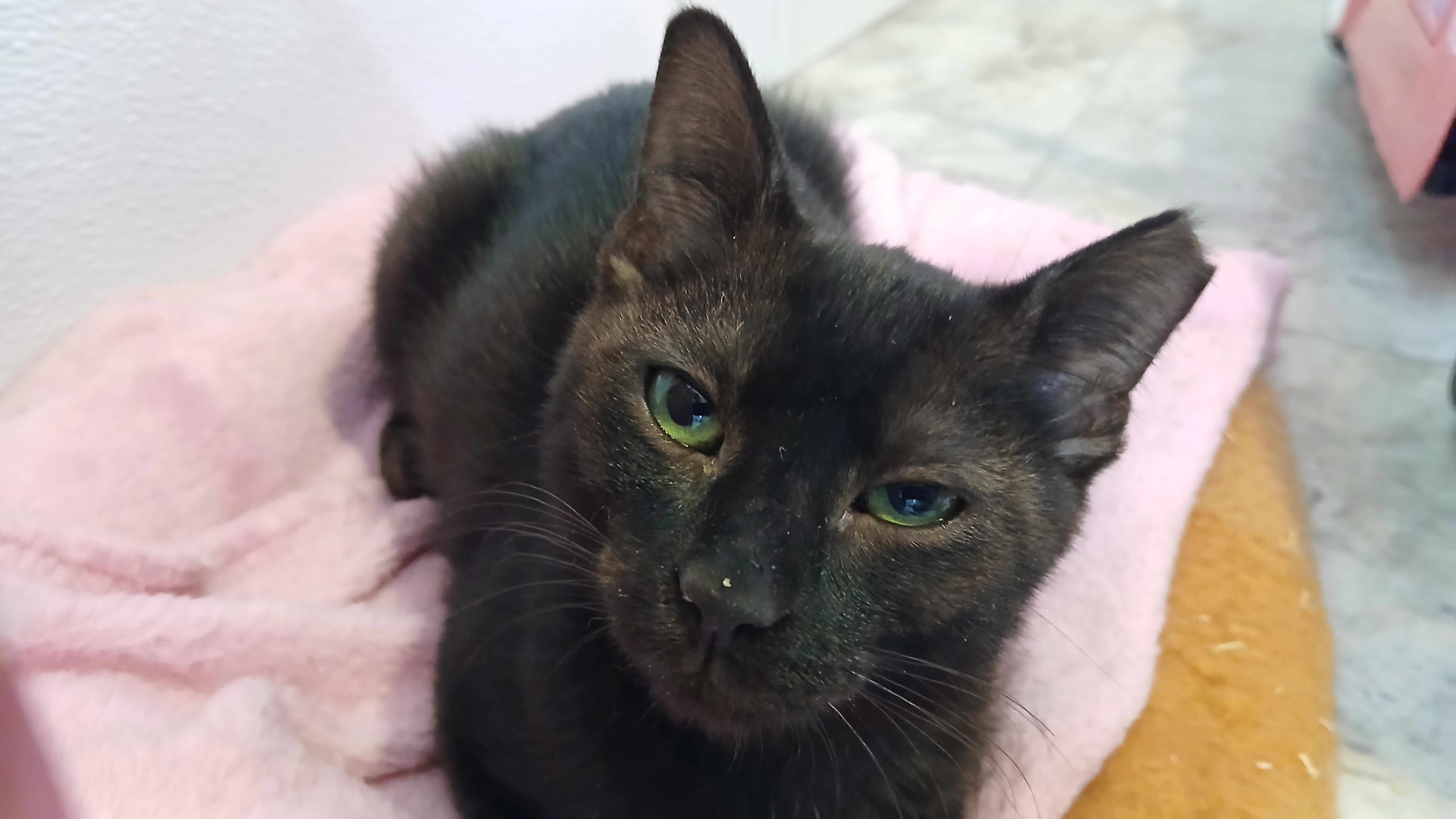 Enlarge Osiris, a Adoptable Domestic Short Hair in Cullowhee, NC image 4/6