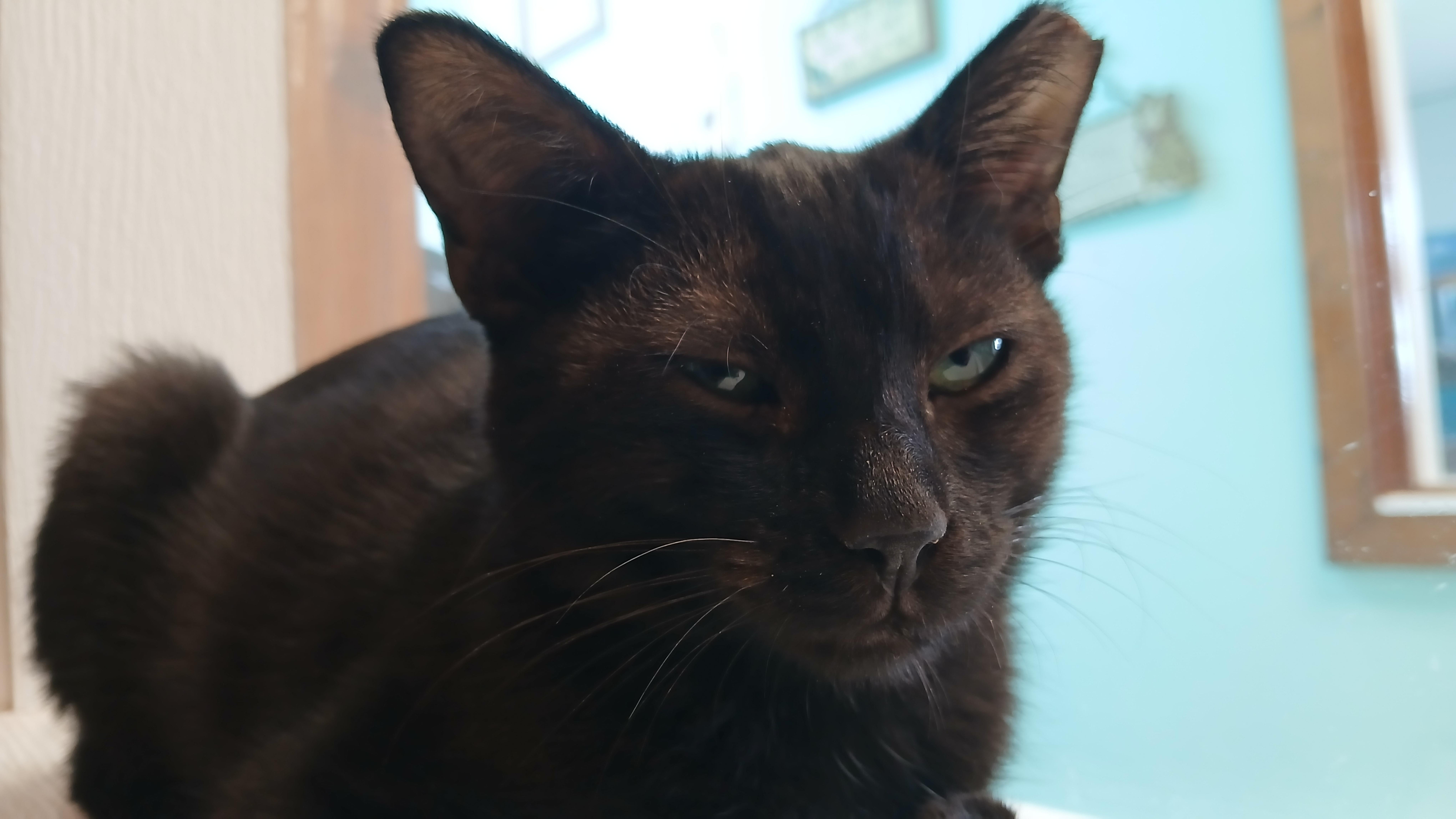 Enlarge Osiris, a Adoptable Domestic Short Hair in Cullowhee, NC image 6/6