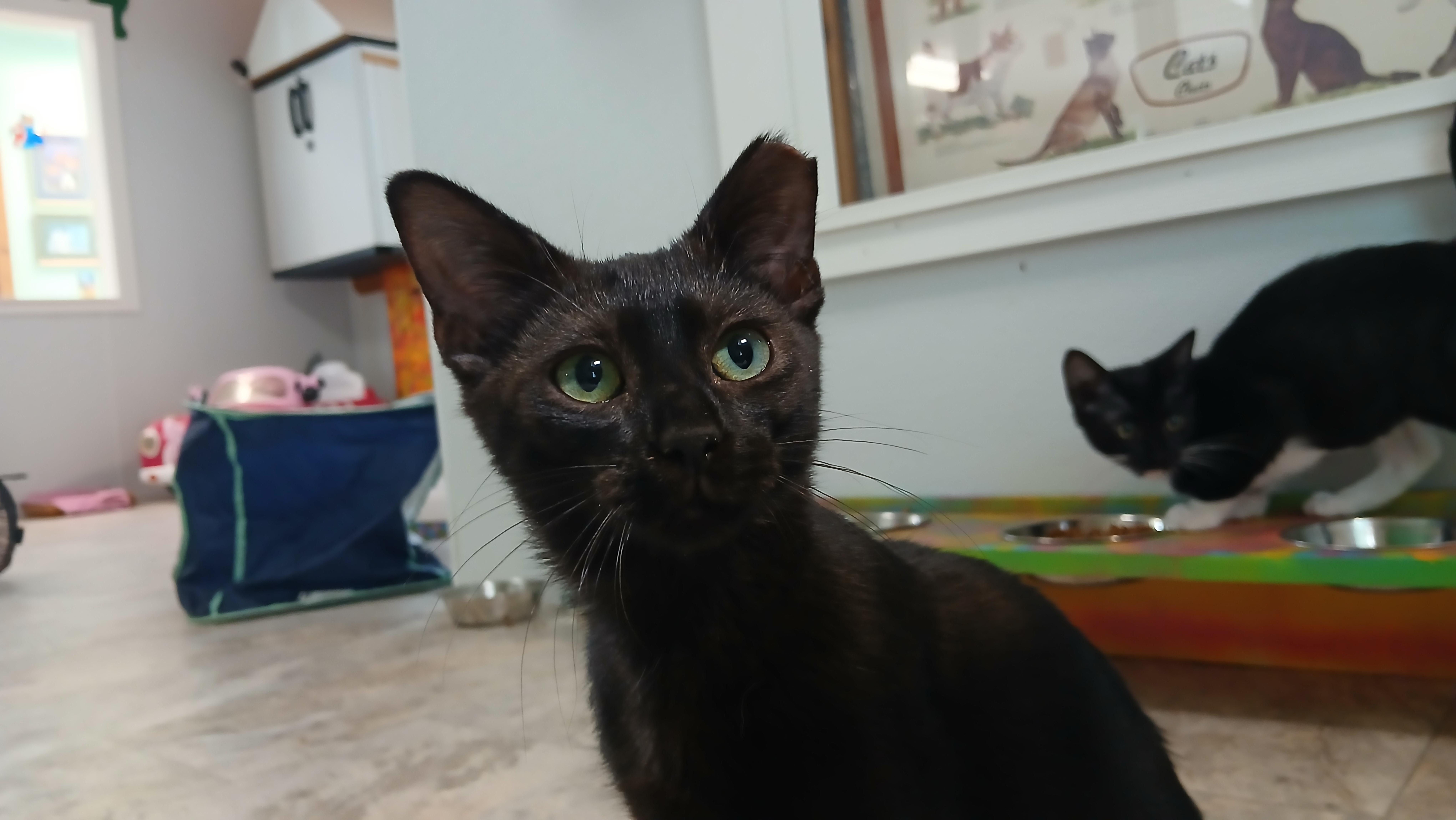 Enlarge Osiris, a Adoptable Domestic Short Hair in Cullowhee, NC image 3/6