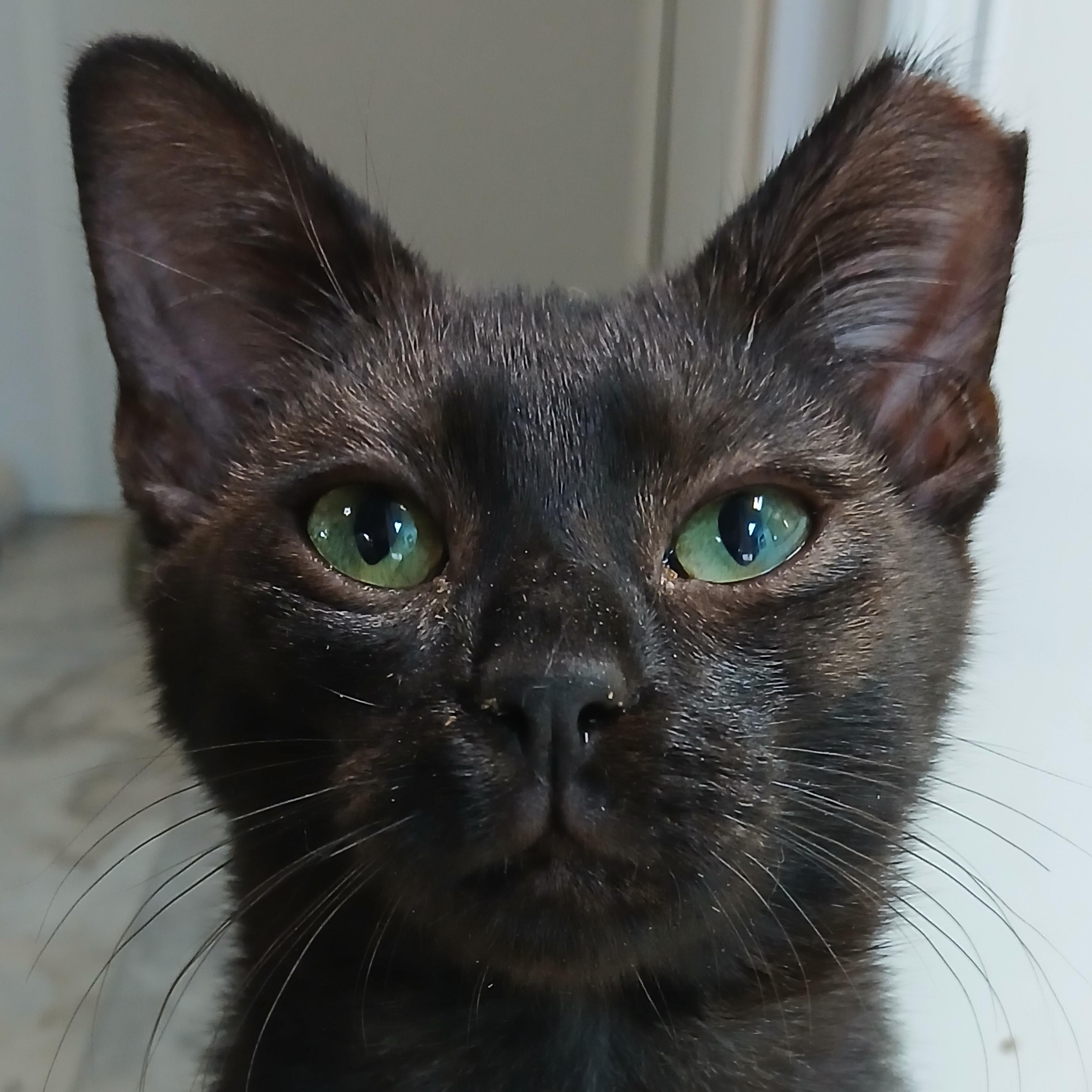 Osiris, Adoptable, Kitten Male Domestic Short Hair.