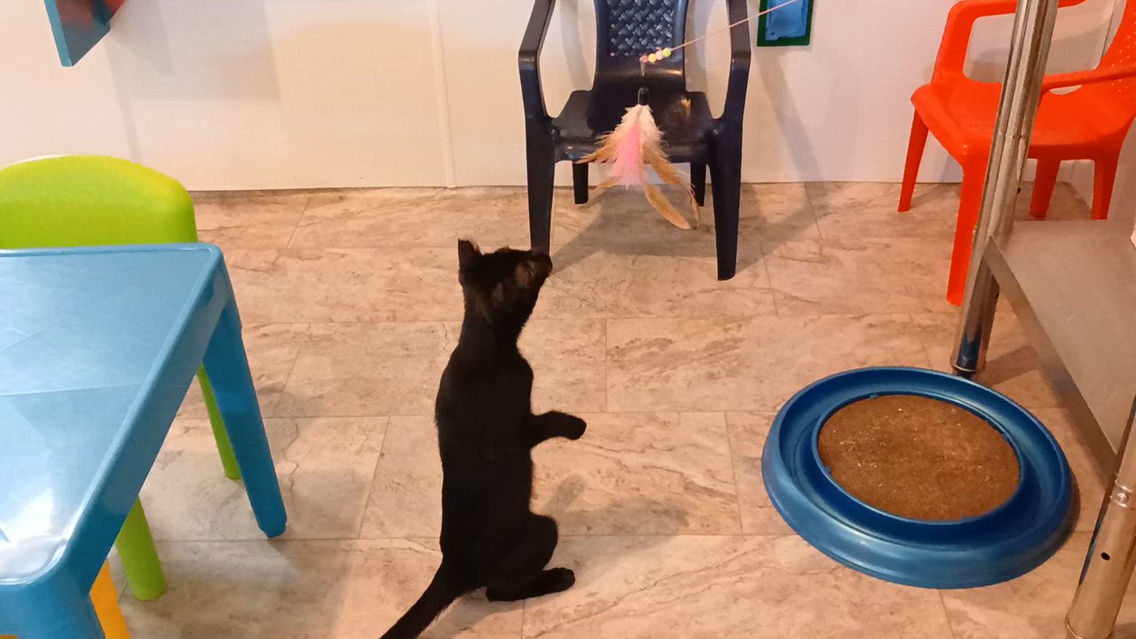 Enlarge Osiris, a Adoptable Domestic Short Hair in Cullowhee, NC video 2/6