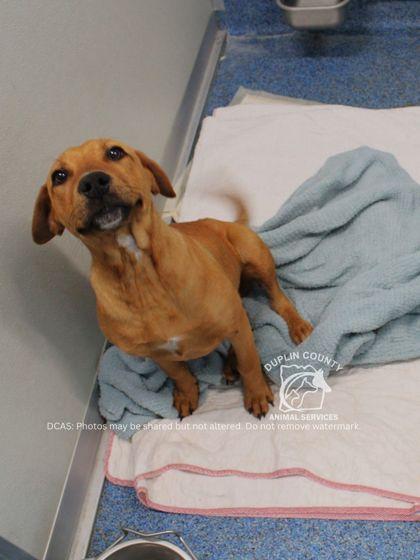 LANE, Adoptable, Puppy Male Staffordshire Bull Terrier & Mixed Breed.