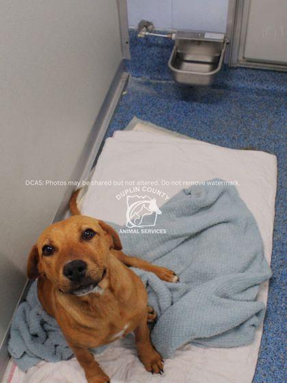 Enlarge LANE, a Adoptable mixed breed in Kenansville, NC image 2/3