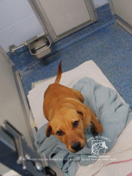 Enlarge LANE, a Adoptable mixed breed in Kenansville, NC image 3/3