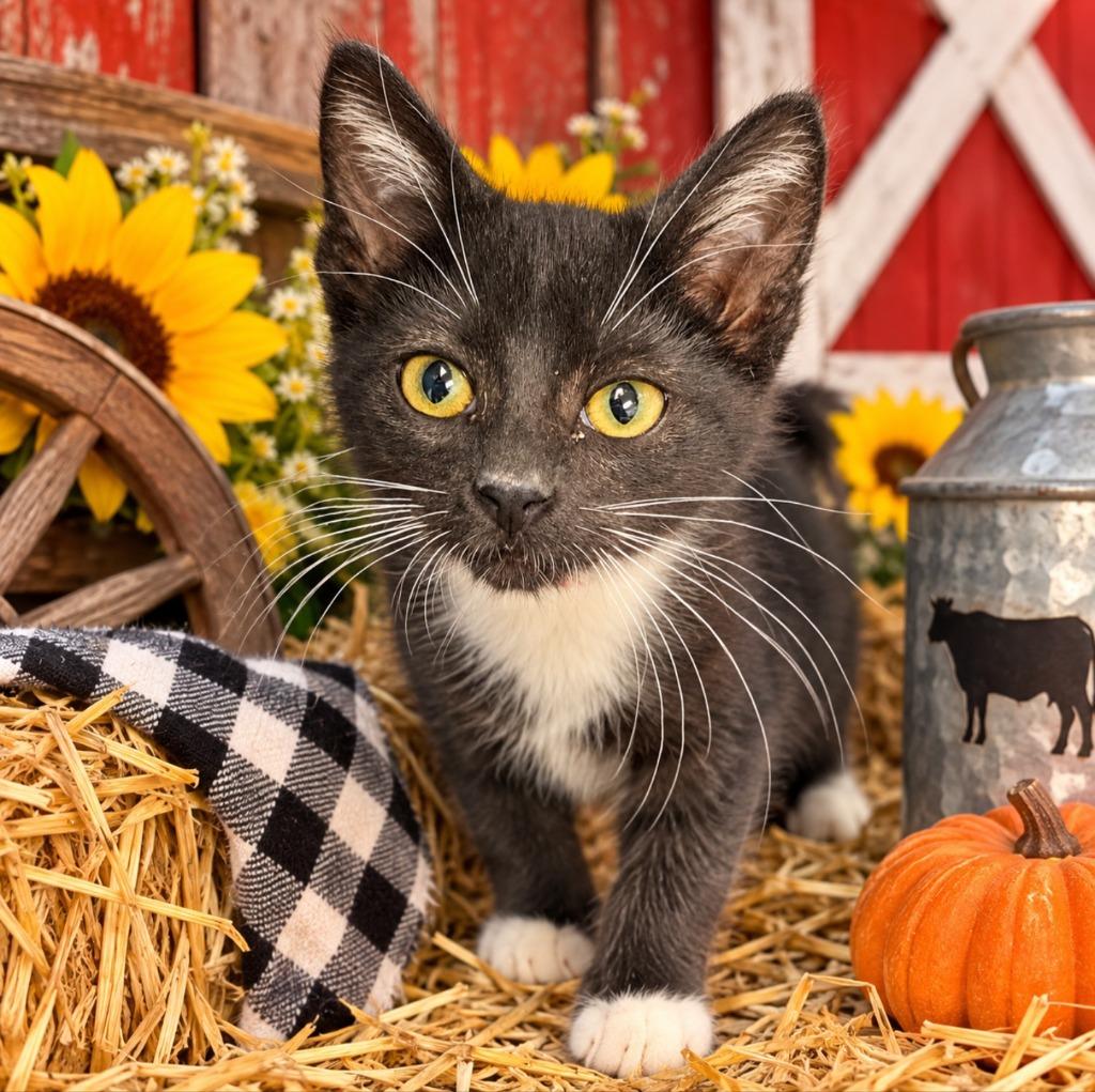 Enlarge Bitsy, a Adopted mixed breed in Washington Court House, OH image 1/1