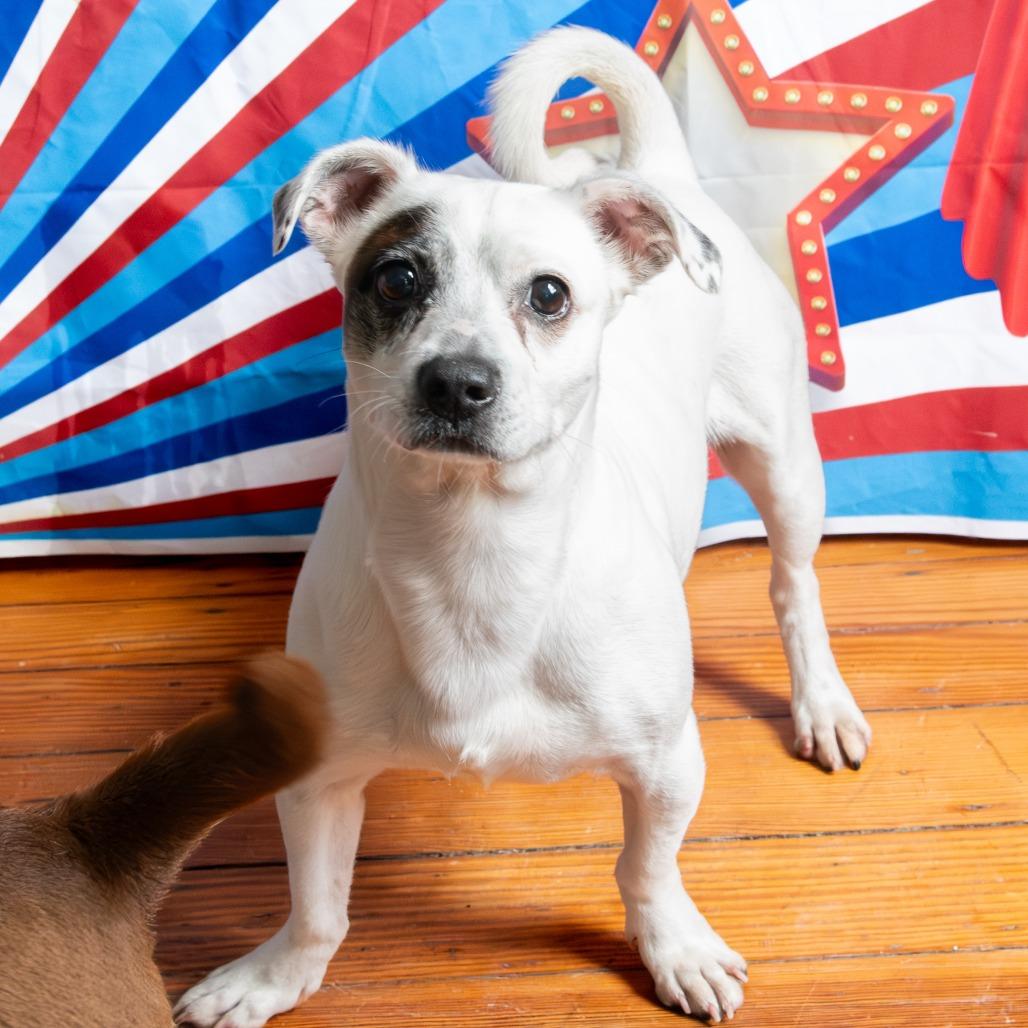 Kane, Adoptable, Senior Male Jack Russell Terrier.