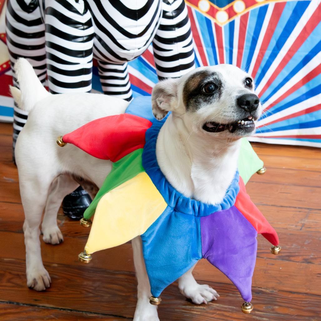Kane, a Adoptable Jack Russell Terrier in Philadelphia, PA image 2/6