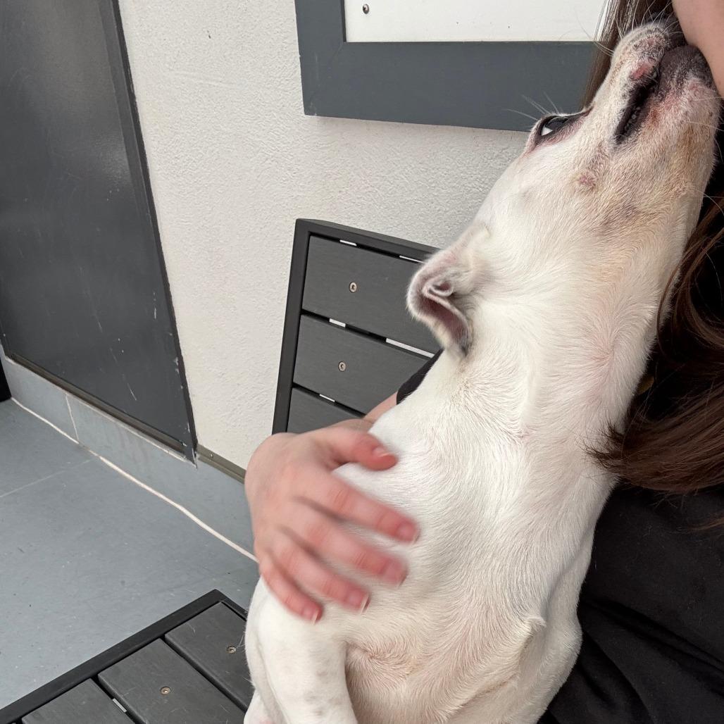 Kane, a Adoptable Jack Russell Terrier in Philadelphia, PA image 3/6