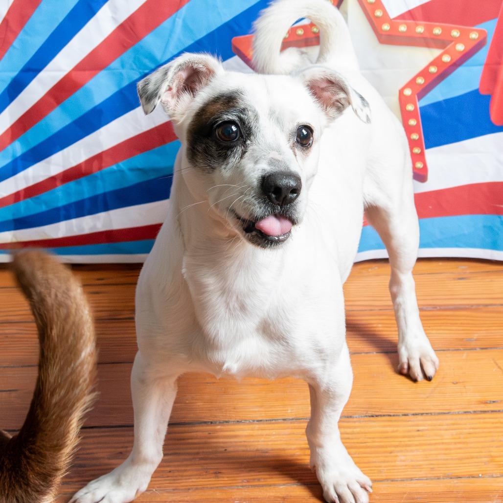 Kane, a Adoptable Jack Russell Terrier in Philadelphia, PA image 5/6