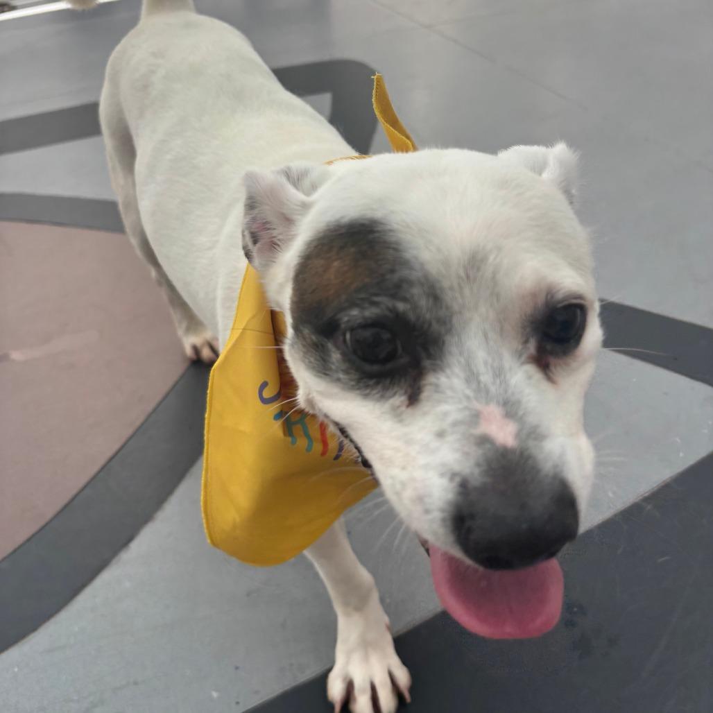 Kane, a Adoptable Jack Russell Terrier in Philadelphia, PA image 6/6