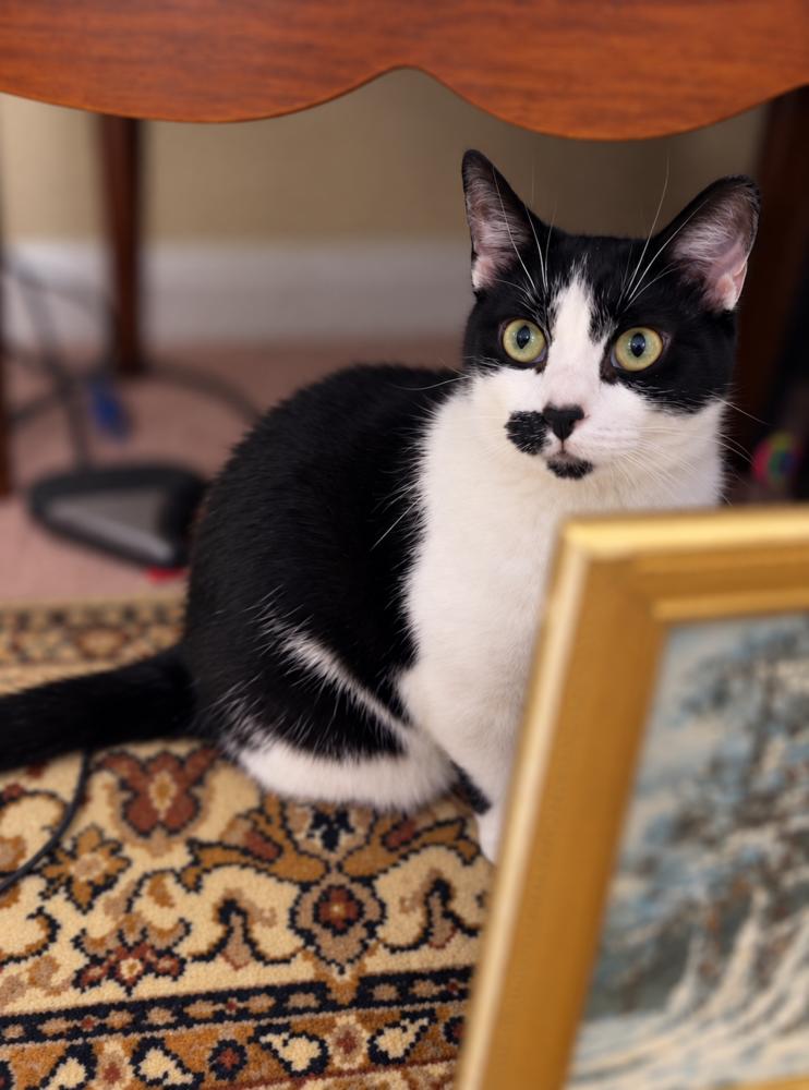 Janice, Adoptable, Young Female American Shorthair.