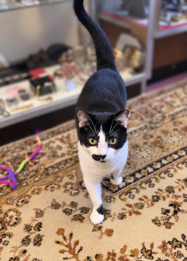 Enlarge Janice, a Adoptable American Shorthair in Westwood, NJ image 3/4