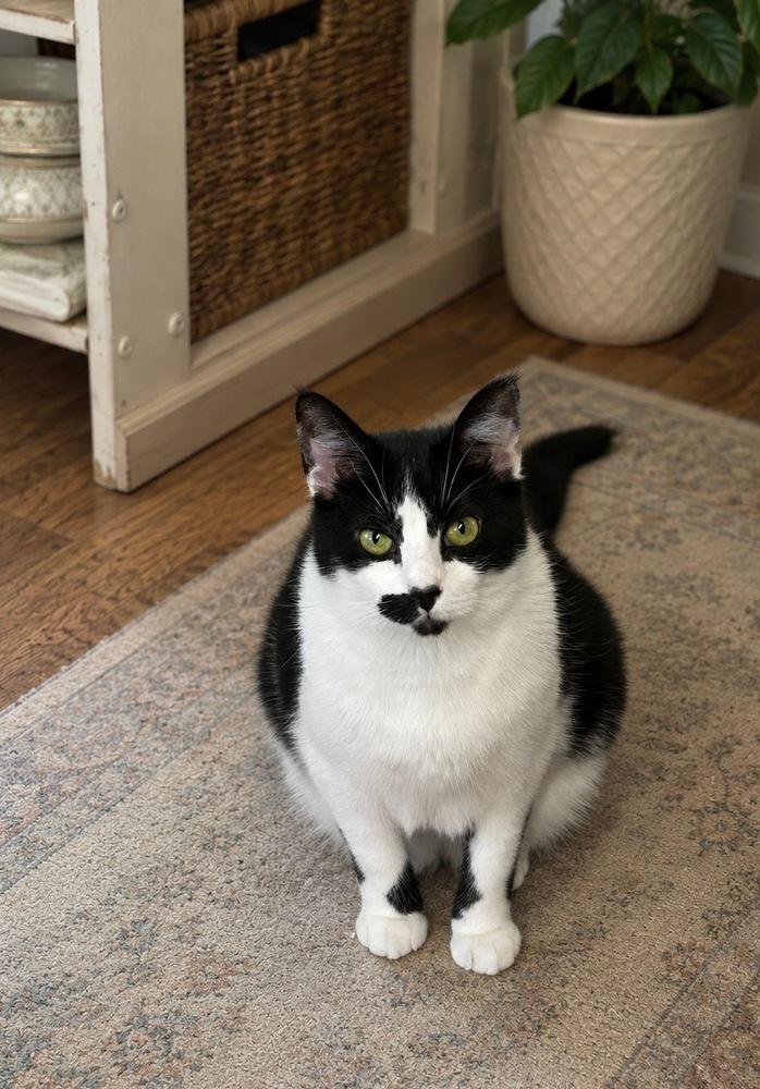 Enlarge Janice, a Adoptable American Shorthair in Westwood, NJ image 4/4