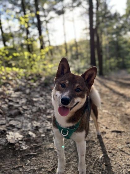 Mako, Adoptable, Young Female Shiba Inu & Mixed Breed.
