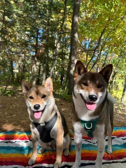 Mako, a Adoptable mixed breed in Montreal, QC image 2/3