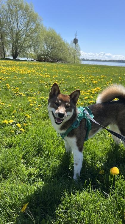 Mako, a Adoptable mixed breed in Montreal, QC image 3/3