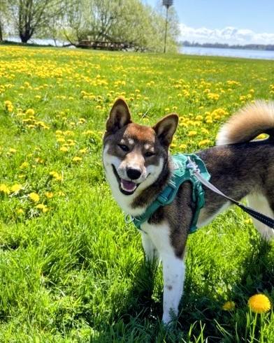 Mako, a Adoptable mixed breed in Montreal, QC image 3/3