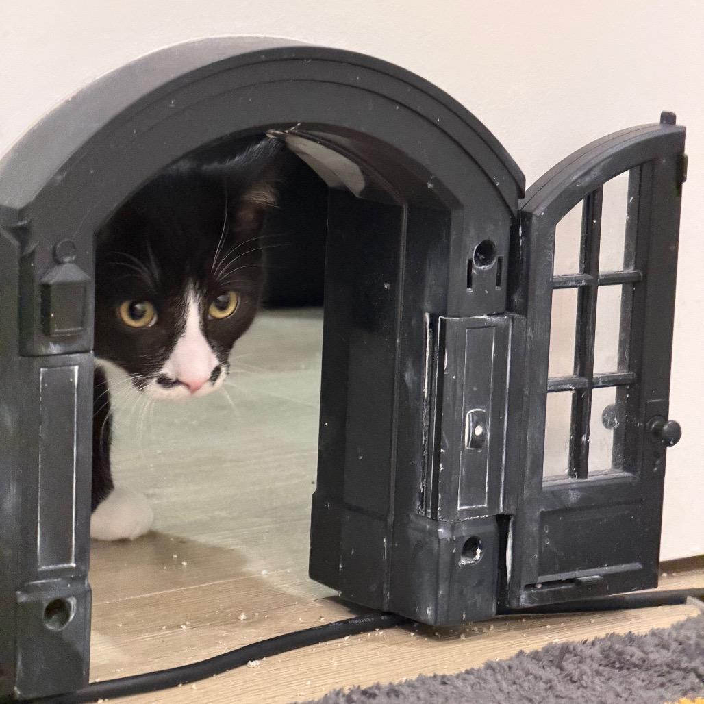 Accord, Adoptable, Young Male Domestic Short Hair.