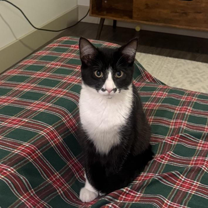 Enlarge Accord, a Adoptable Domestic Short Hair in Tustin, CA image 2/4