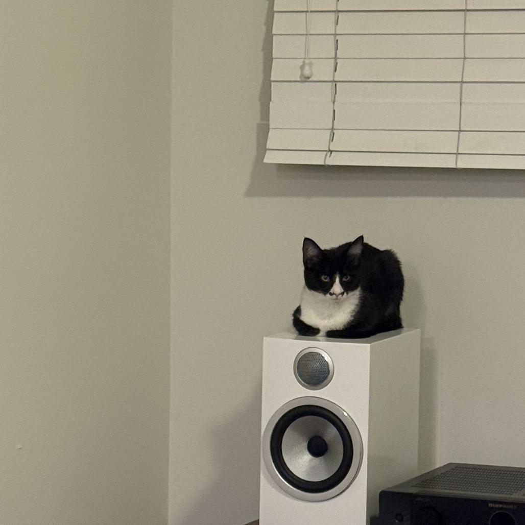 Enlarge Accord, a Adoptable Domestic Short Hair in Tustin, CA image 3/4