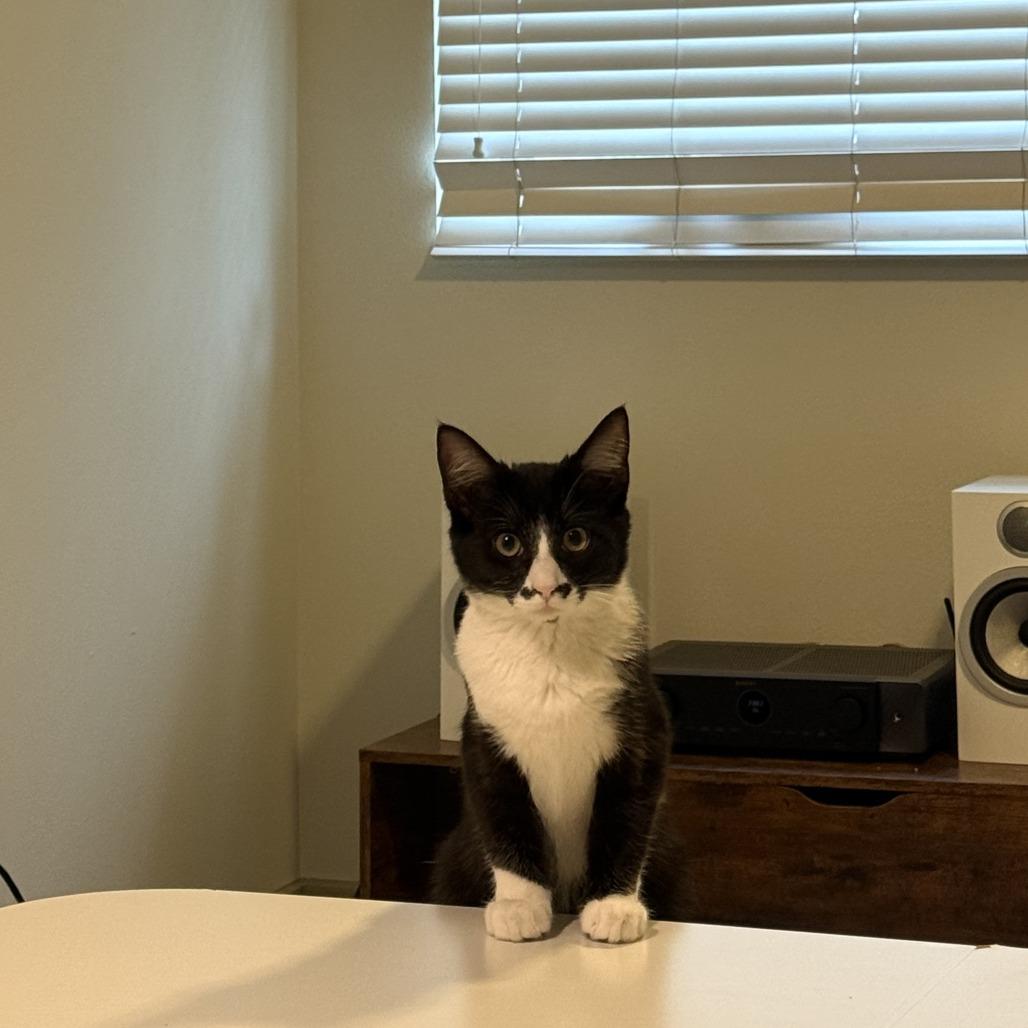 Enlarge Accord, a Adoptable Domestic Short Hair in Tustin, CA image 4/4